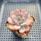 Echeveria 'Miss Jin' Type B 2" Succulent Plant