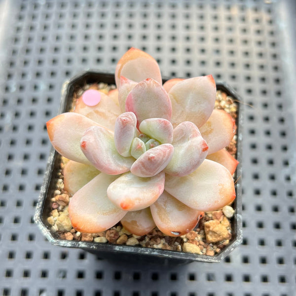 Echeveria 'Miss Jin' Type B 2" Succulent Plant