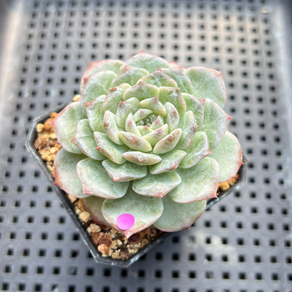 Echeveria sp. 2" Succulent Plant