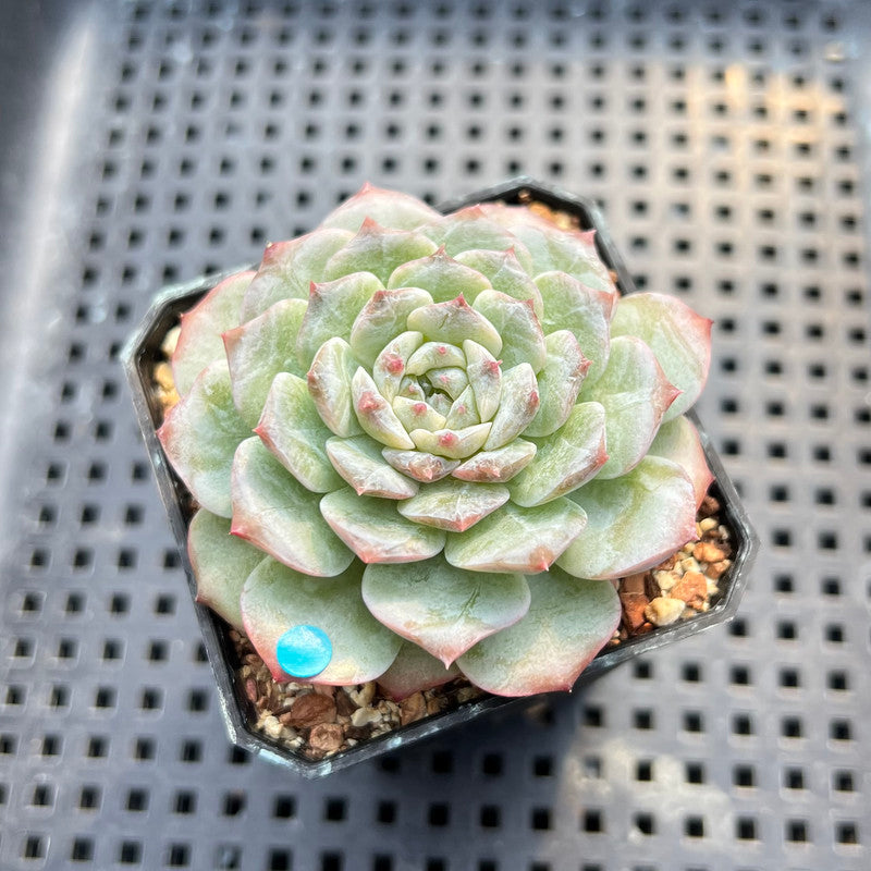 Echeveria sp. 2" Succulent Plant