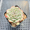 Echeveria sp. 2" Succulent Plant