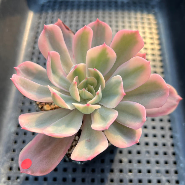 Echeveria 'Secunda' Variegated 2"-3" Succulent Plant