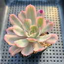 Echeveria 'Secunda' Variegated 2"-3" Succulent Plant