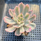 Echeveria 'Secunda' Variegated 2"-3" Succulent Plant