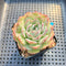 Echeveria 'Icy Green' x 'Monroe' 2" Succulent Plant