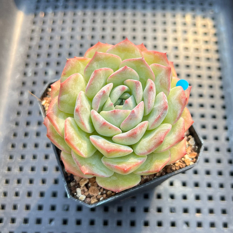 Echeveria 'Icy Green' x 'Monroe' 2" Succulent Plant