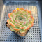 Echeveria 'Icy Green' x 'Monroe' 2" Succulent Plant