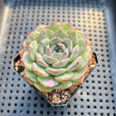 Echeveria 'Icy Green' x 'Monroe' 2" Succulent Plant