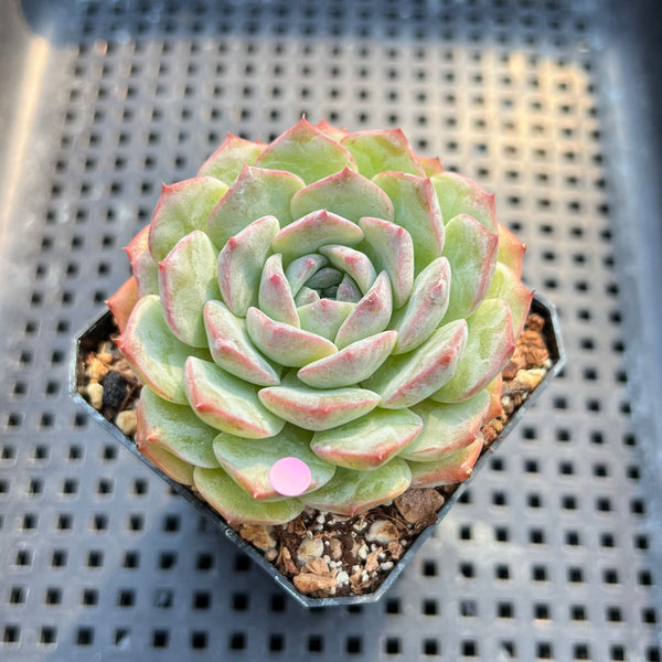 Echeveria 'Icy Green' x 'Monroe' 2" Succulent Plant