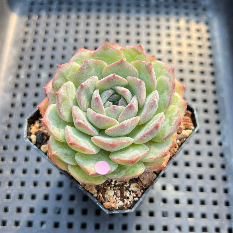 Echeveria 'Icy Green' x 'Monroe' 2" Succulent Plant