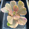 Echeveria 'Silk Road' Variegated 2" Succulent Plant