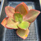 Echeveria 'Orange Subrigida' 4"-5" Succulent Plant