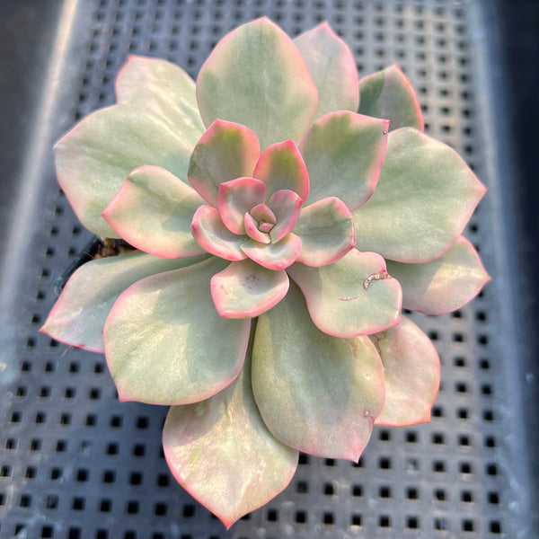 Echeveria 'Pink Harin' Variegated 2"-3" Succulent Plant