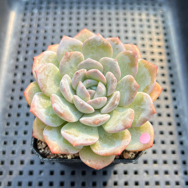 Echeveria 'Heart Emotion' 2"-3" Succulent Plant