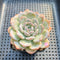 Echeveria 'Heart Emotion' 2"-3" Succulent Plant