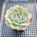 Echeveria 'Heart Emotion' 2"-3" Succulent Plant