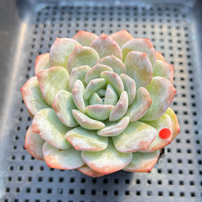 Echeveria 'Heart Emotion' 2"-3" Succulent Plant