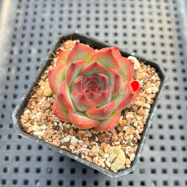 Echeveria 'Estrella' 1"-2" Succulent Plant