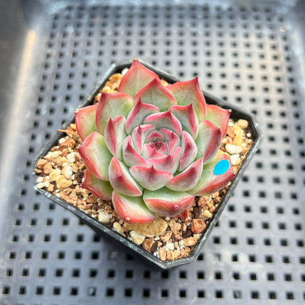 Echeveria 'Estrella' 1"-2" Succulent Plant