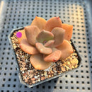 Echeveria 'Red Lips' (Xichuensis Hybrid) 2" Succulent Plant