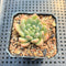 Echeveria 'Bubble Love' 1"-2" Succulent Plant