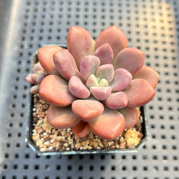 Graptopetalum 'Polari Heart' 2” Succulent Plant