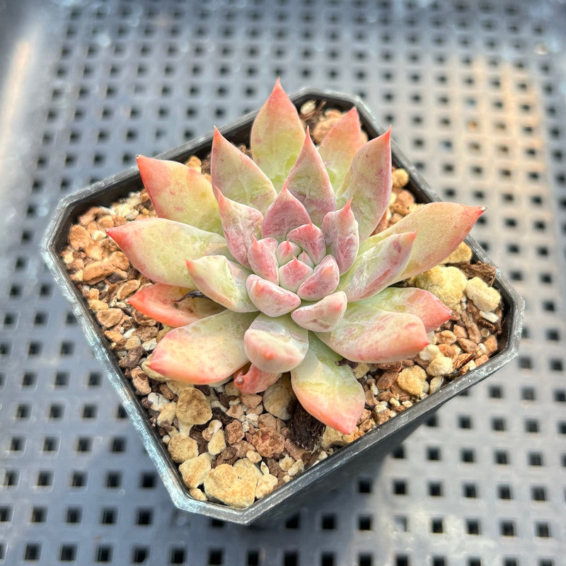 Echeveria 'Red Leopard' 2" Succulent Plant