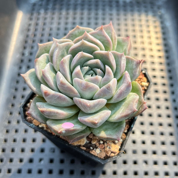 Echeveria 'Loris' 2"-3" Succulent Plant