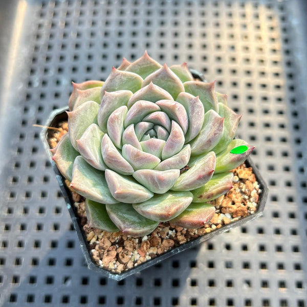 Echeveria 'Loris' 2"-3" Succulent Plant