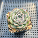 Echeveria 'Loris' 2"-3" Succulent Plant