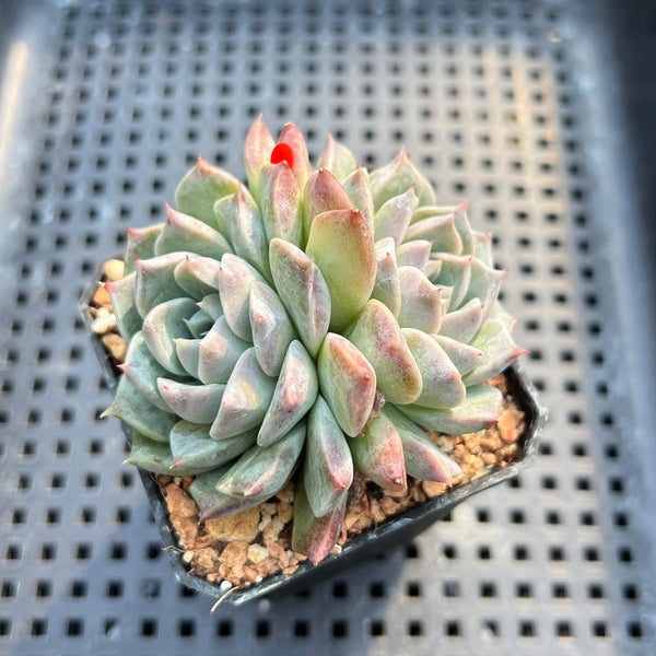 Echeveria 'Loris' 2"-3" Succulent Plant