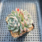 Echeveria 'Loris' 2"-3" Succulent Plant