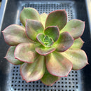 Echeveria 'Blue Metal' Non-Variegated 3"-4" Succulent Plant