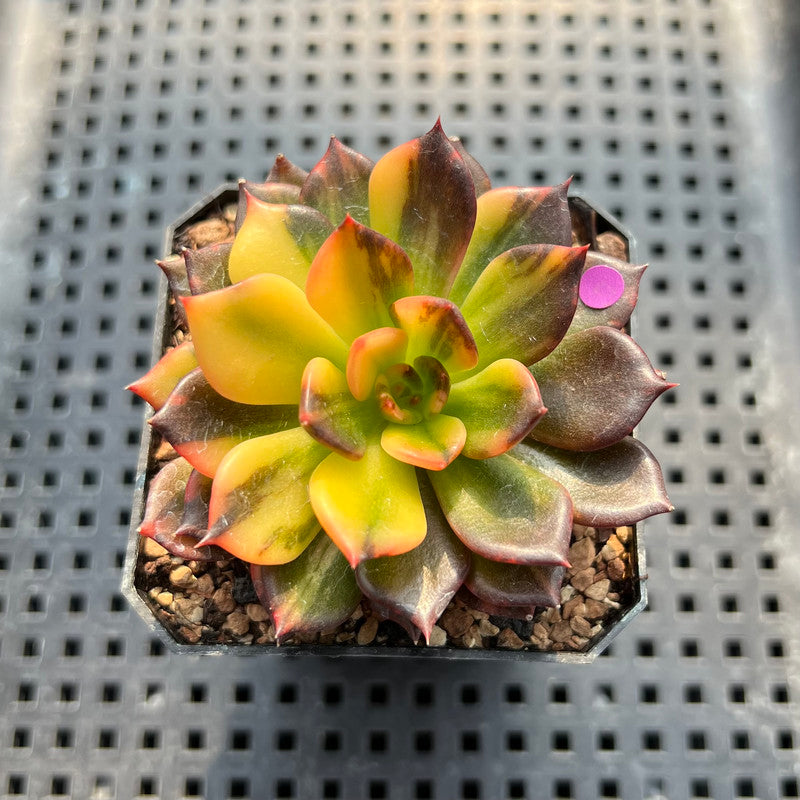 Echeveria 'Black Prince' Variegated 2" Succulent Plant