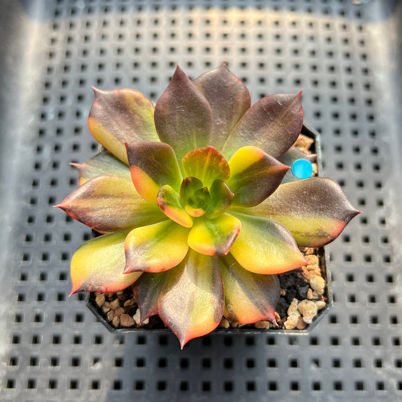 Echeveria 'Black Prince' Variegated 2" Succulent Plant