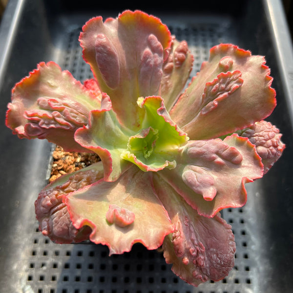 Echeveria 'Frill' sp. 4" Succulent Plant