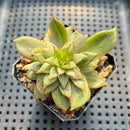 Echeveria Agavoides 'Blanco Maria' Variegated 2" Succulent Plant