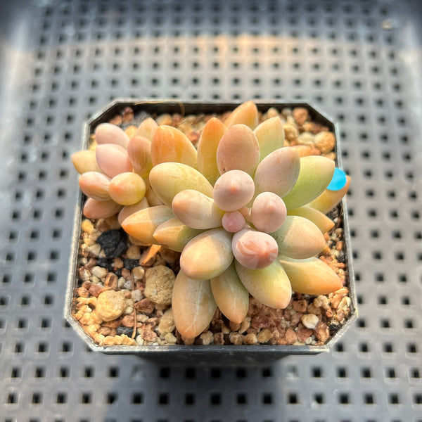 Pachyphytum 'Pink Lover' 2" Succulent Plant