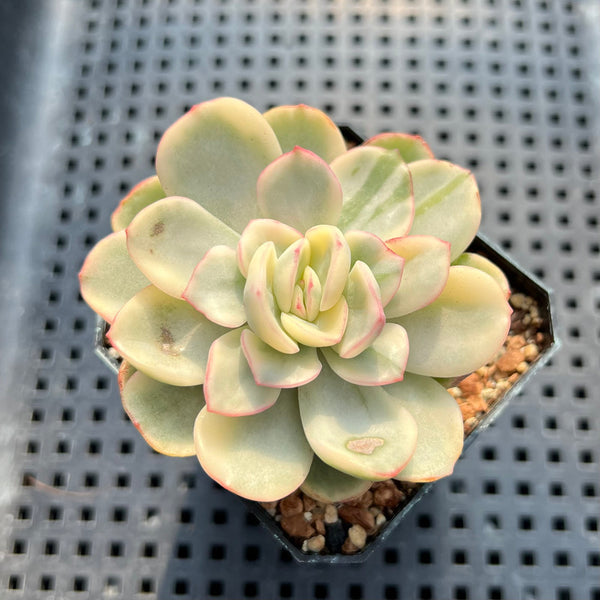 Pachyveria 'Worthy One' Variegated 2" Succulent Plant Cutting