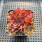 Echeveria 'Corsican Rose' 2” Succulent Plant