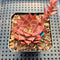 Echeveria 'Corsican Rose' 2” Succulent Plant