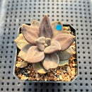 Echeveria Xichuensis 2" Succulent Plant