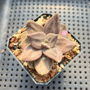 Echeveria Xichuensis 2" Succulent Plant