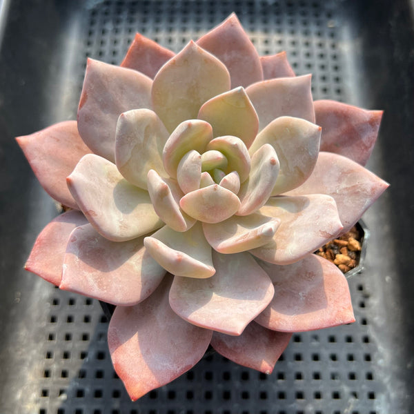 Echeveria 'Missing You' 3"-4" Succulent Plant