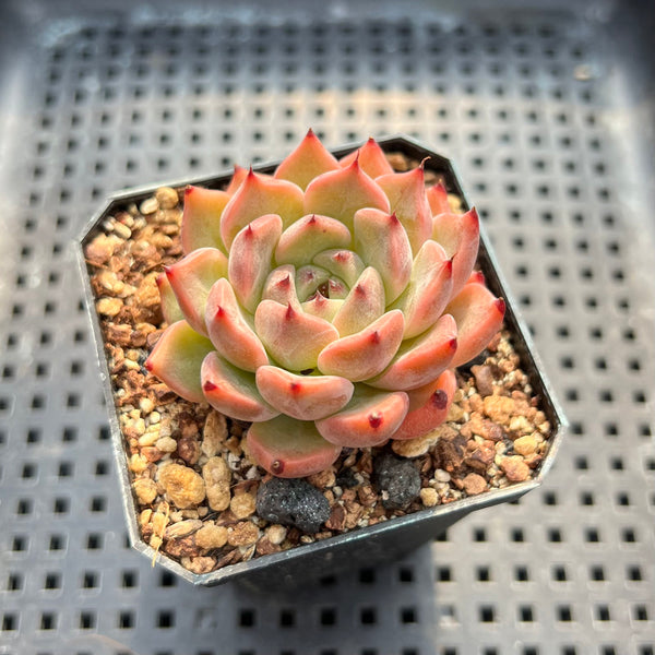 Echeveria 'Jackal' 1"-2" Succulent Plant