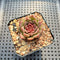 Echeveria sp. 1"-2" Succulent Plant