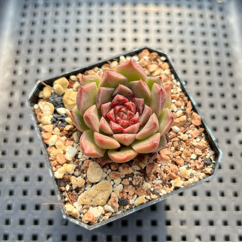 Echeveria sp. 1"-2" Succulent Plant