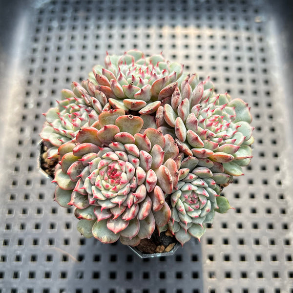 Echeveria 'Minima' 2" Succulent Plant