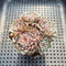 Echeveria 'Minima' 2" Succulent Plant