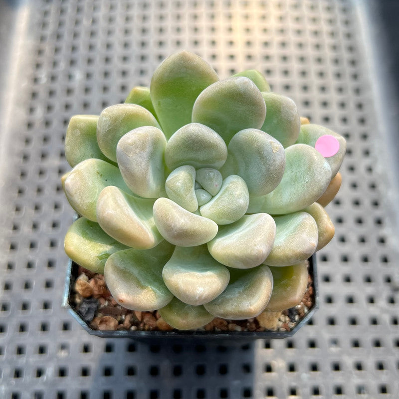 Graptoveria 'Bubble Bomb' 2" Succulent Plant